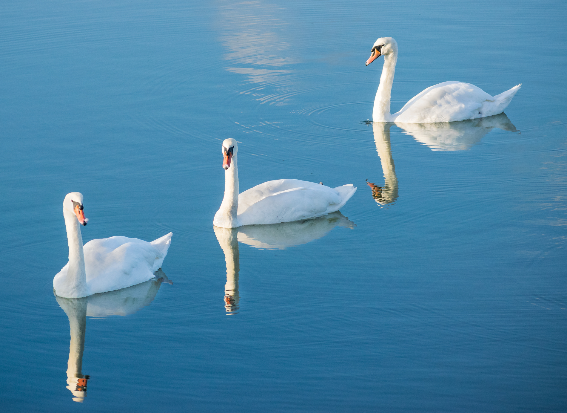 Trio of Mute Swans on the RIver Stour by Mark Rowley
